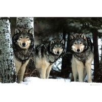 Wolves (Three Wolves in Snow) Art Poster Print - 24x36 Poster Print, 36x24 Collections Poster Print, 36x24 Wolves (Three Wolves in Snow) Art Poster Print - 24x36 Poster Print, 36x24 Collections Poster Print, 36x24