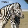 Zebras 2013 Square 12X12 Wall Calendar