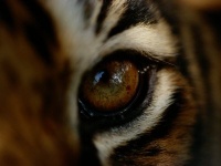 Close-up of the Eye of a Captive Bengal Tiger Photographic Poster Print by Michael Nichols, 12x16 Close-up of the Eye of a Captive Bengal Tiger Photographic Poster Print by Michael Nichols, 12x16