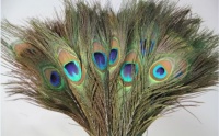 Peacock Feathers 30 Pcs (10-12) with Kare and Kind Retail Packaging Peacock Feathers 30 Pcs (10-12) with Kare and Kind Retail Packaging