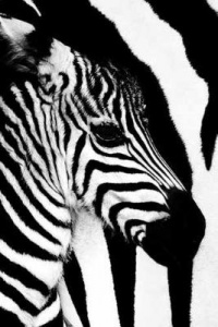 (24x36) Zebra Mare and Foal Art Print Poster (24x36) Zebra Mare and Foal Art Print Poster