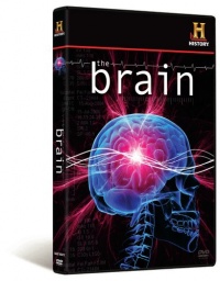 The Brain The Brain