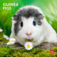 Guinea Pigs 2013 Square 12X12 Wall Calendar (Multilingual Edition) Guinea Pigs 2013 Square 12X12 Wall Calendar (Multilingual Edition)