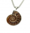 Natural Ammonite Fossil Seashell Silver Tone Pendants 18 Mesh Necklace