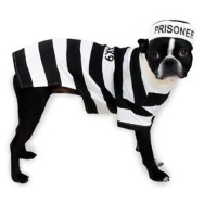 Casual Canine 16-Inch Polyester and Cotton Prison Pooch Dog Costume, Medium, Black and White Casual Canine 16-Inch Polyester and Cotton Prison Pooch Dog Costume, Medium, Black and White
