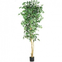 7 Ft Ficus Silk Tree 7 Ft Ficus Silk Tree