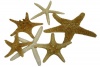 U.S. Shell, Inc. Starfish Mix