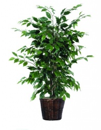 Vickerman AZTBU0140 Ficus Bush, Dark Green, 4-Feet Vickerman AZTBU0140 Ficus Bush, Dark Green, 4-Feet