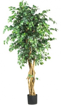 Nearly Natural 5216 Palace Style Ficus Silk Tree, 6-Feet, Green Nearly Natural 5216 Palace Style Ficus Silk Tree, 6-Feet, Green