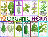 Custom Collection of 12 Varieties of High Quality Herb Seeds - Germination tested and guaranteed to produce a beautiful, edible herb garden! Custom Collection of 12 Varieties of High Quality Herb Seeds - Germination tested and guaranteed to produce a beautiful, edible herb garden!