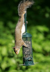 Brome 1055 Squirrel Buster Mini Brome 1055 Squirrel Buster Mini