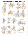 Ligaments of the Joints Anatomical Chart